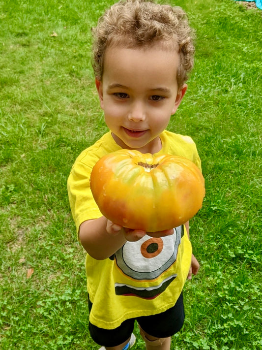 Vika’s Annual Organic Tomato Special.. A lifetime supply!