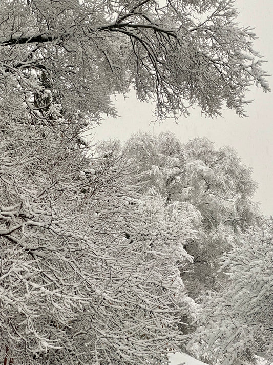 Jack Frost and Father Time.. what to do?? 🤷🏻♀️