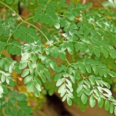 Moringa: superfood for your skin!