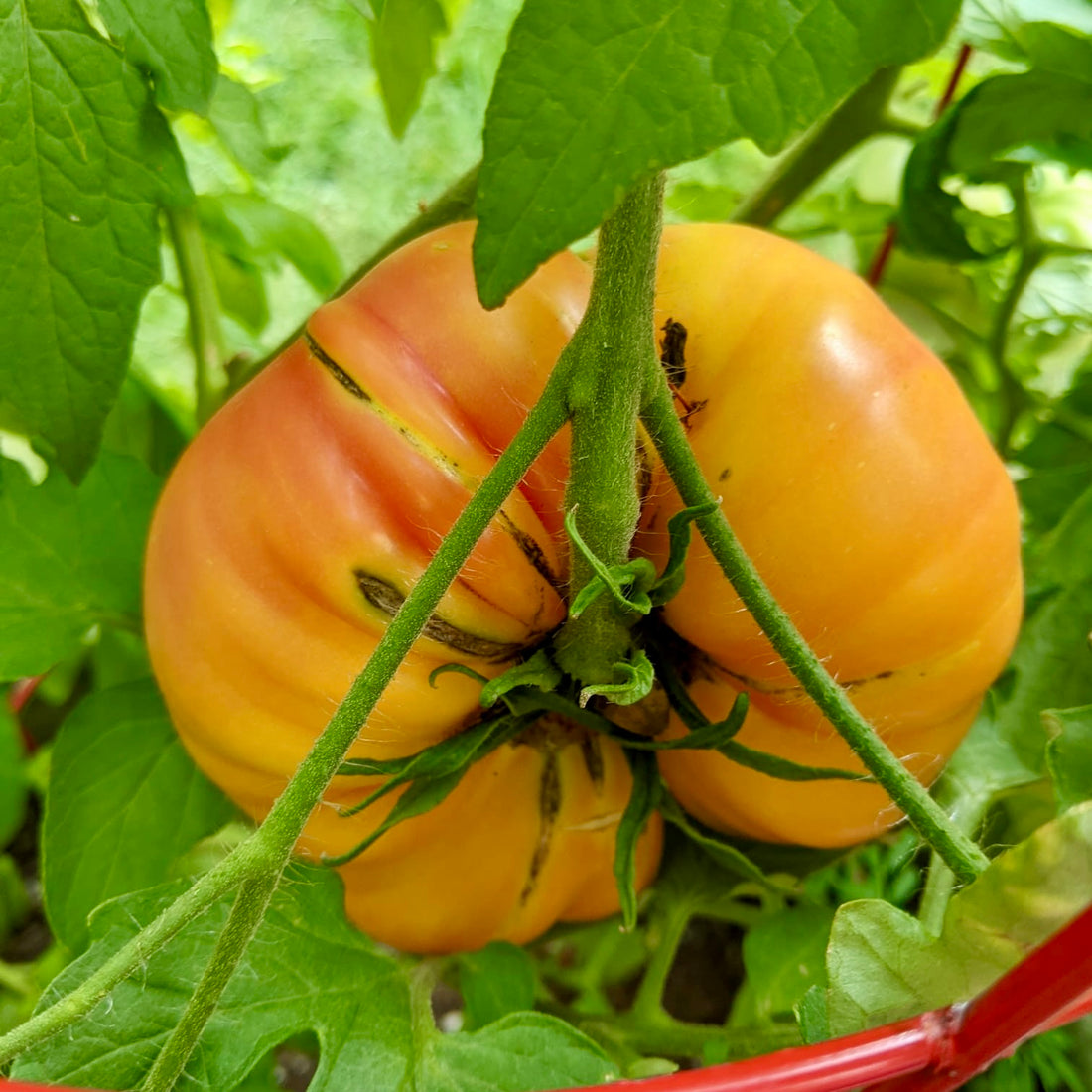 A lifetime supply of tomatoes with every order!
