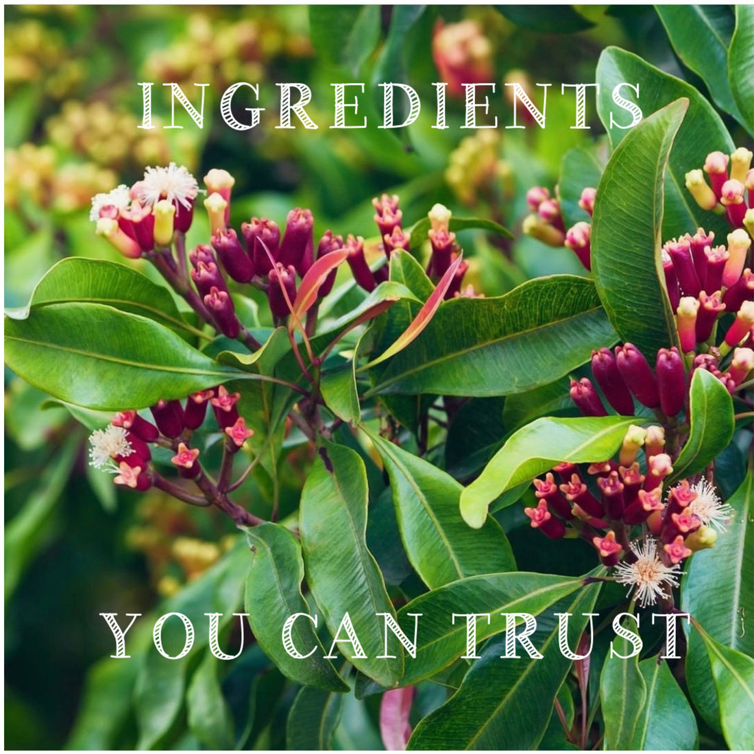 Ingredients you can trust: Clove Bud oil